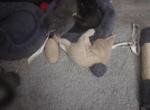 4 kittens Profile