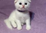 White Scottish fold Profile