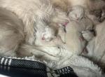 RAGDOLL OF BREVARD Profile