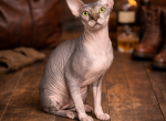 Lily litter Profile