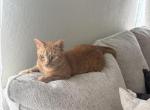 Cheeto Profile