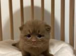 Milo Cinnamon British kitten Profile