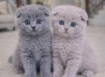 SCOTTISH FOLD Kitten Girl and Boys Profile