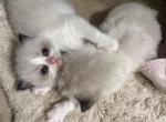 Purebred Ragdoll kittens born March 19 Profile