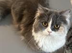 Calico Doll Face Persian Profile