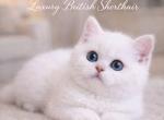 British Shorthair Kittens  Ready to go home Profile