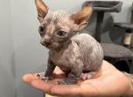 Sphynx bambino kittens Profile