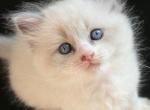 Ragdoll babies Profile