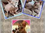 Shane &  Roxsy Profile
