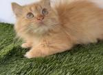 Red short leg Persian kitten Profile