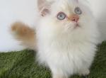 Male short leg persian kitten Profile