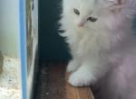 White Persian Kittens Profile