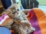Persian tabby kitten Profile