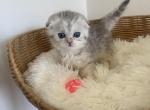 Milka Scottish Fold kitten Profile