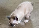 SNOWSHOE BANDIT MANX Profile