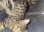 Savannah bengals Profile