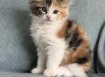 Kelly kitten mix Maine Coon & Ragdoll Profile