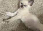 Purebred Siamese Profile