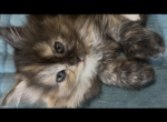 Mainecoon ragdolls Profile
