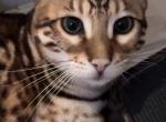 Rocket Bengal Profile