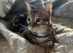Bengal Male Cat Profile
