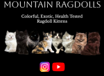 Mountain Ragdolls Profile
