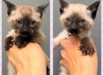 Siamese Pure Bred Kittens Profile
