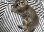 Scottish fold boy Profile