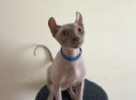Elf kittens Profile