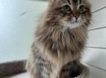 Stella Profile