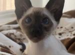 Oriental Siamese Lilac and Seal Point Profile