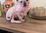 Sphynx Kittens Profile