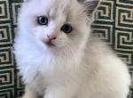 Purebred Ragdoll F3 Profile
