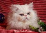 CO1 Prince Caspian White PERSIAN BLUE EYES Profile