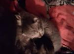 Layla litter Profile