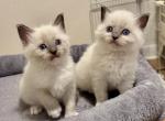 Ragdoll kittens Profile