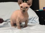 May blossom litter Profile