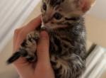 BengalZ3 Profile