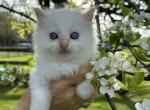 Red point Ragdoll kitten Profile