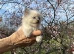 Blue tortie point mink female Ragdoll kitten Profile