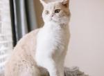 Marmalade British Shorthair Profile