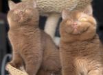 Upcoming British Shorthair Litter Profile