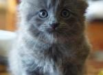 Nebelung Kittens Profile