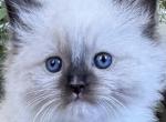 TICA Seal Mitted Male Profile