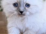 TICA Blue Mitted Girl Profile