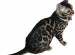 Male Female Brown Silver Bengal Kittens Profile