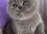 Salsa SFS Blue Scottish fold Profile