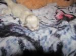 kittens deposit Profile