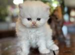 Persian kittens Profile