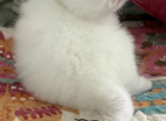 Blue eye white Profile